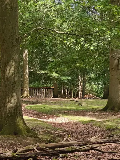 Fuglsang Skov