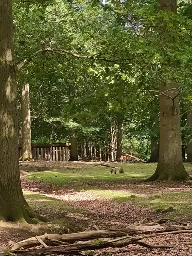 Fuglsang Skov