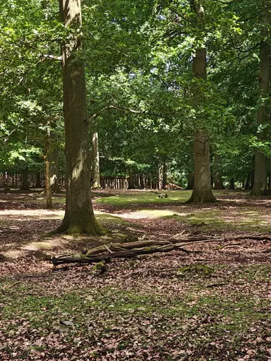 Fuglsang Skov