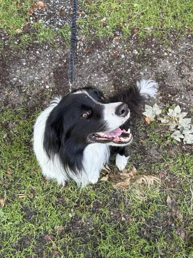 Toby i skovbunden