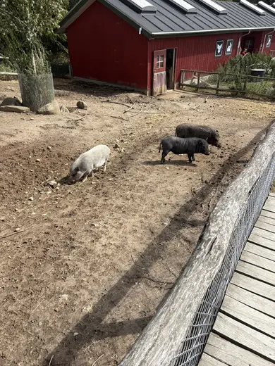 Vildsvinene ved det røde hus