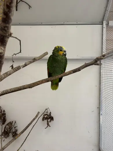 Amazonepapegøje