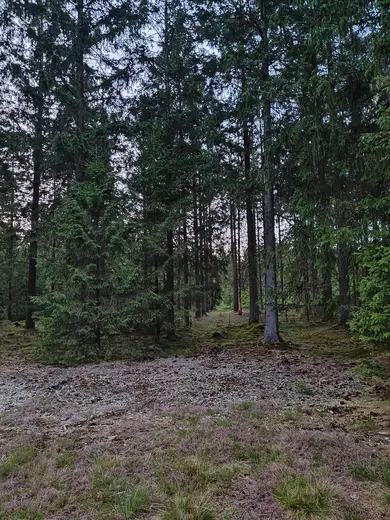 Skovallé i aftenlys