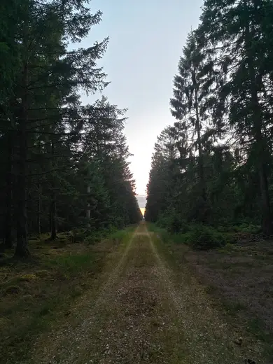 Skovallé i aftenlys