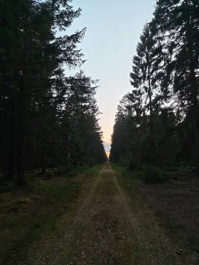 Skovallé i aftenlys