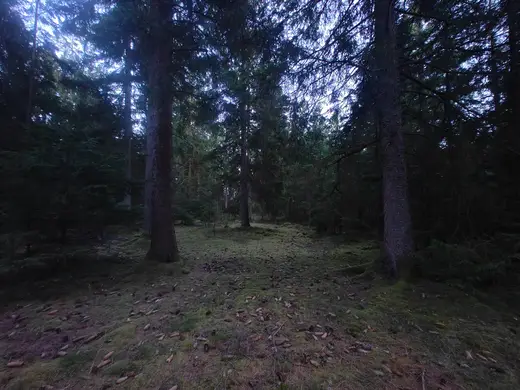 Skovallé i aftenlys