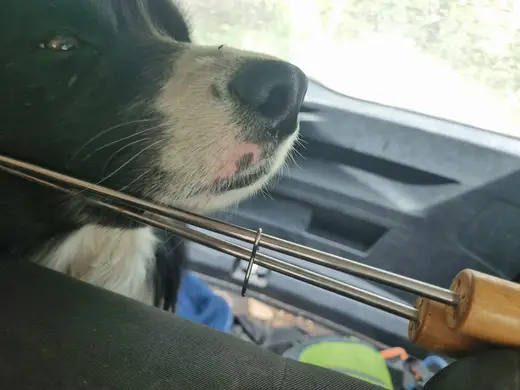 Toby foran i bilen